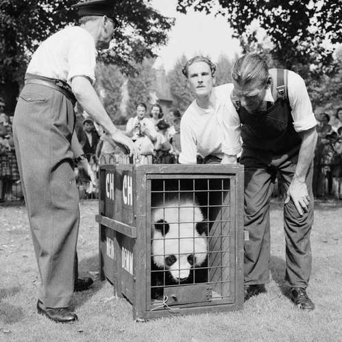 In 1958, panda "Qiqi" settled down in London Zoo.(file photo/GMW.cn))