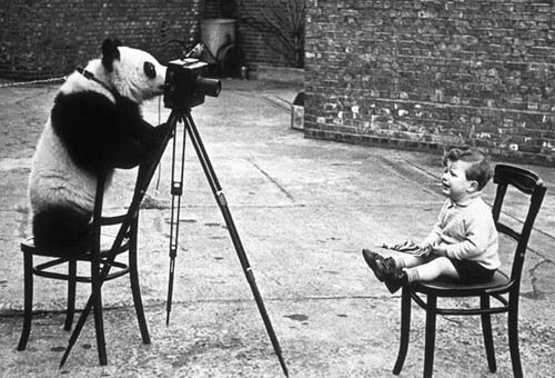 The son of photographer Bert Hardy was photographed by a panda.(file photo/GMW.cn))