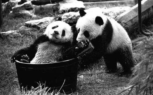 In 1974, panda "Jiajia" and "Jingjing" settled down in London Zoo.(file photo/GMW.cn))