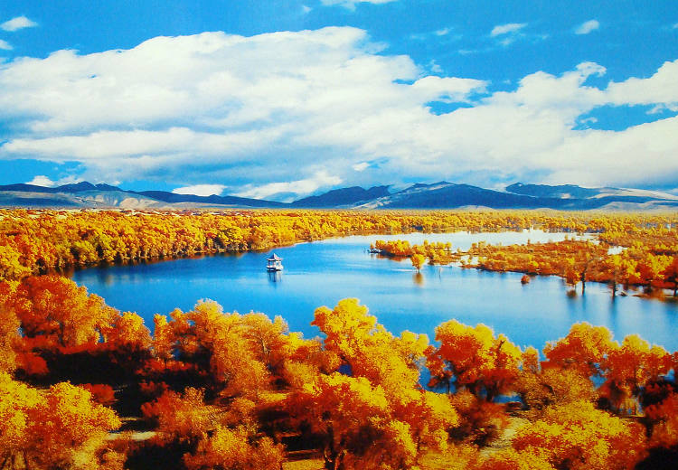 Populus euphratica along the Tarim River show vitality thanks to the protection of water resources. (People’s Daily Online/ Jiang Jianhua)  