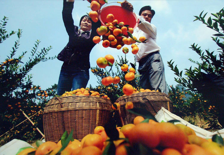 Famers have a good harvest of Se-enriched navel orange in Jiangxi province. (People’s Daily Online/ Jiang Jianhua)  
