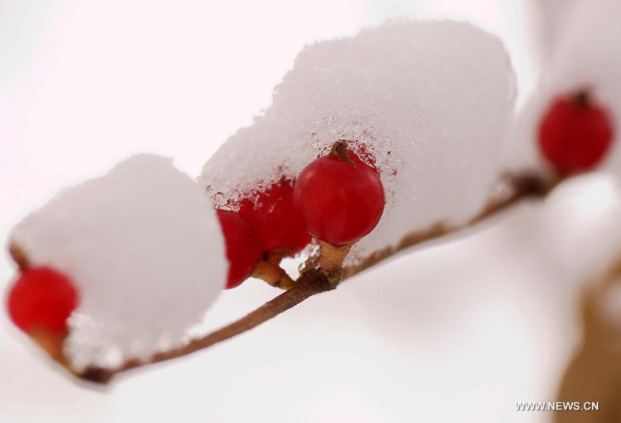 Photo taken on Nov. 12, 2012 shows red fruits covered by snow in Tieling City, northeast China's Liaoning Province. Most parts of northeast China and east part of north China's Inner Mongolia Autonomous Region have undergone intense snowfall on Nov. 11 and Nov. 12. A yellow alert on blizzard was issued by the National Meteorological Center on Monday. (Xinhua/Dong Fei)  