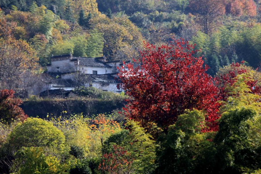 Photo taken on Nov. 12, 2012 shows the scenery of Tachuan Village, east China's Anhui Province. (Xinhua/Shi Guangde) 