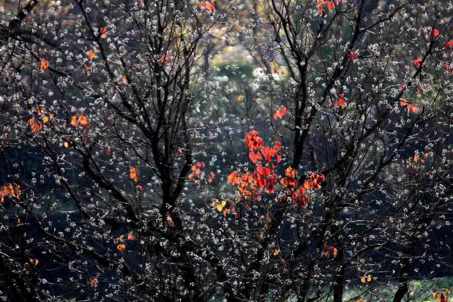 Photo taken on Nov. 12, 2012 shows the scenery of Tachuan Village, east China's Anhui Province. (Xinhua/Shi Guangde) 