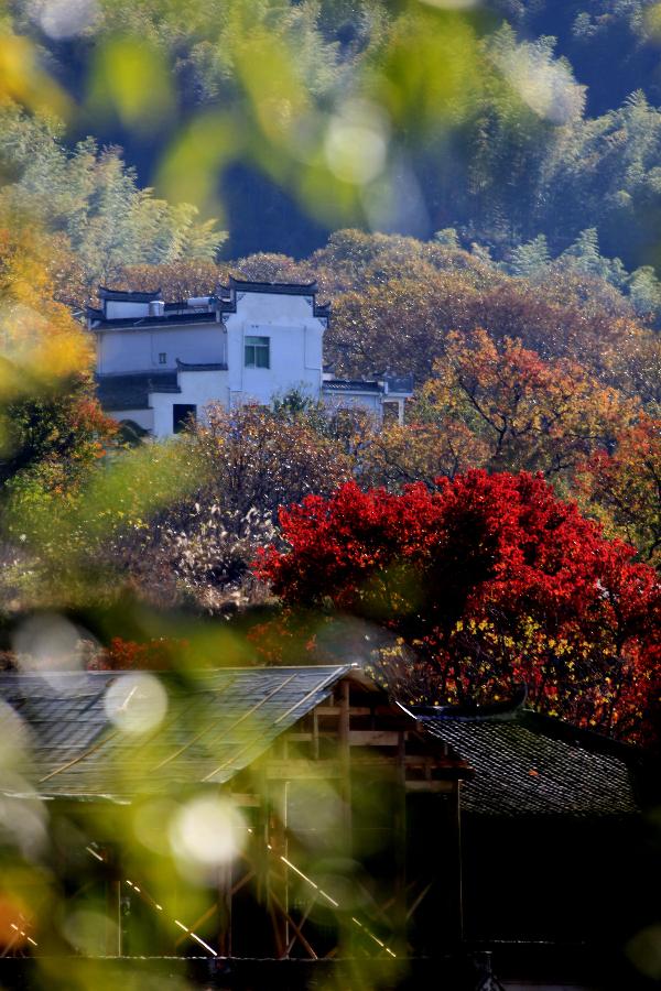 Photo taken on Nov. 12, 2012 shows the scenery of Tachuan Village, east China's Anhui Province. (Xinhua/Shi Guangde) 