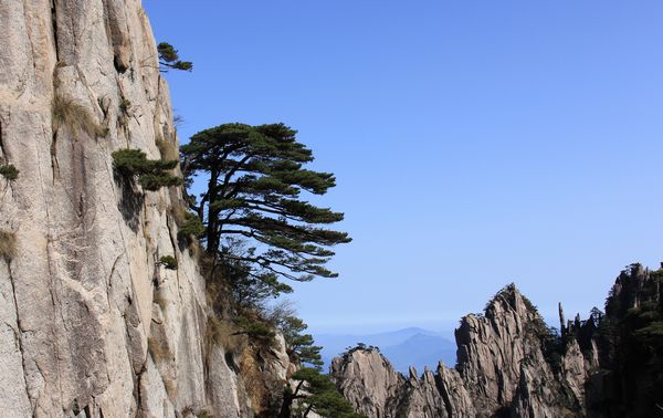 Cedar and pine trees grow out of the cracks of Mount Huangshan. [Photo: CRIENGLISH.com/William Wang]
