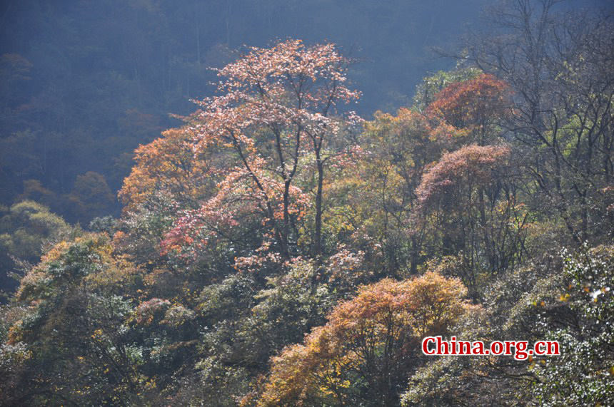 Located in Longdong Town, Baoxing County, Ya'an city, Sichuan province, Dongla Mountain Grand Canyon is one of the most famous attractions in Sichuan Province. The beautiful scenery of Dongla Mountain Grand Canyon in the early winter has attracted many tourists. (Photo by Chen Xiangzhao / China.org.cn)