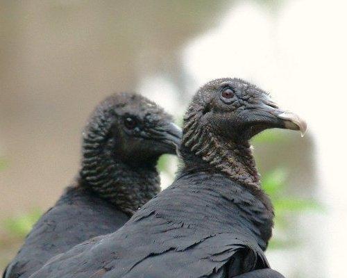 Black Vulture (Photo Source: gmw.cn)