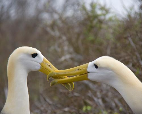 Albatross (Photo Source: gmw.cn)