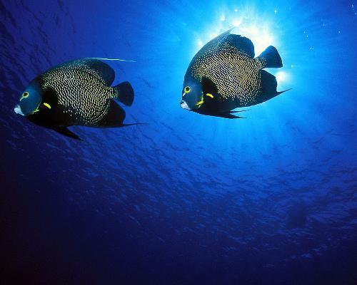 French angelfish (Photo Source: gmw.cn)