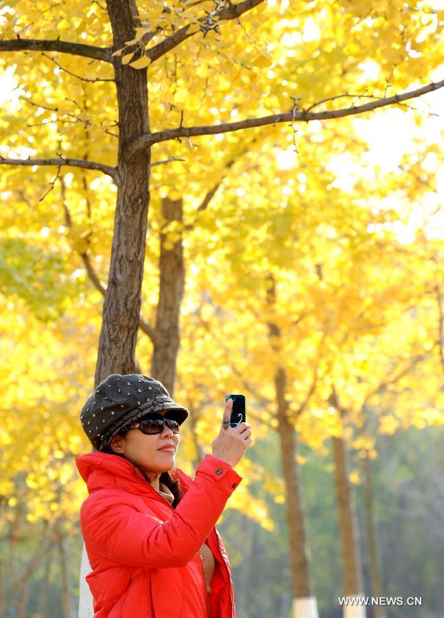 A woman takes photos in the ginkgo forest in Lianyungang, east China's Jiangsu Province, Nov. 13, 2012. (Xinhua/Geng Yuhe) 