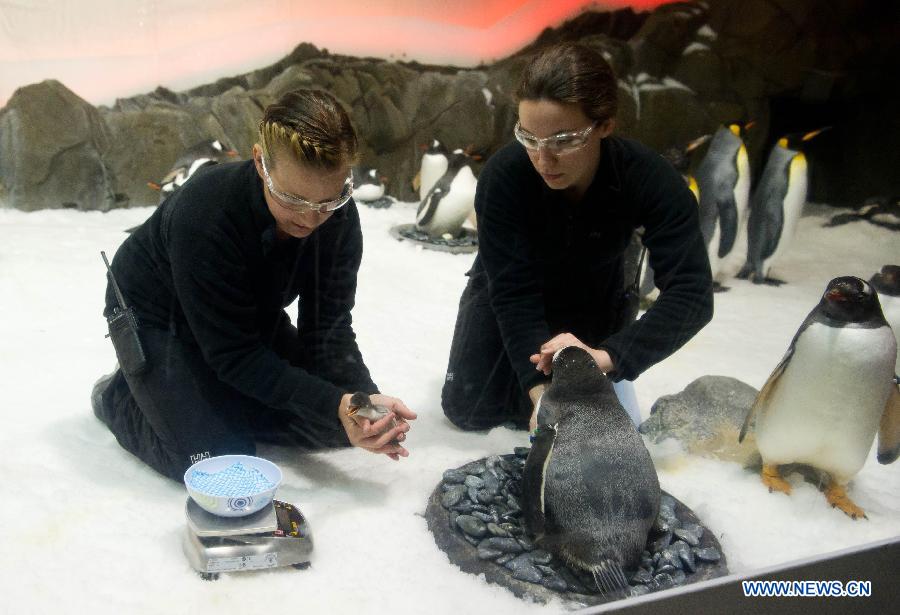Aquarium keepers weigh a sub-Antarctic Gentoo penguin chick at Melbourne Aquarium in Melbourne, Australia, Nov. 14, 2012. (Xinhua/Bai Xue) 