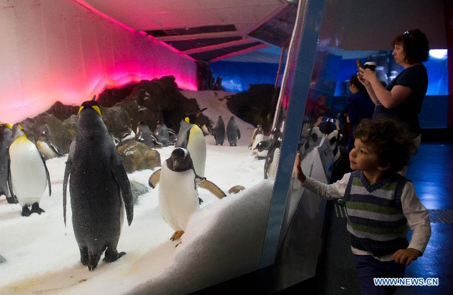 Visitors observe penguins at Melbourne Aquarium in Melbourne, Australia, Nov. 14, 2012. (Xinhua/Bai Xue) 