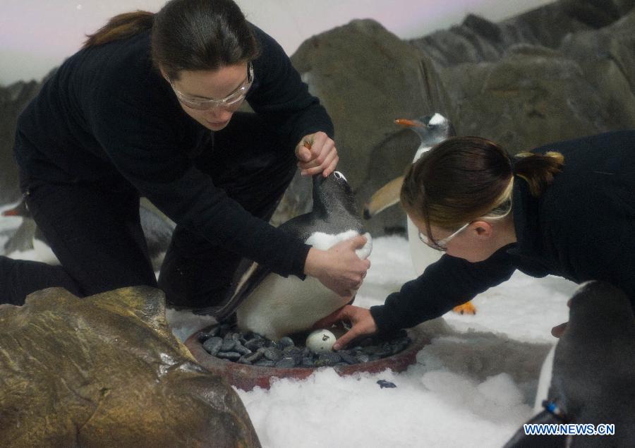 Aquarium keepers check the incubation of a sub-Antarctic Gentoo penguin at Melbourne Aquarium in Melbourne, Australia, Nov. 14, 2012. (Xinhua/Bai Xue) 