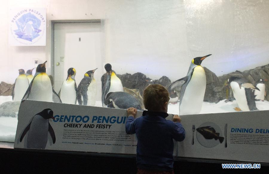 A boy observes penguins at Melbourne Aquarium in Melbourne, Australia, Nov. 14, 2012. (Xinhua/Bai Xue) 