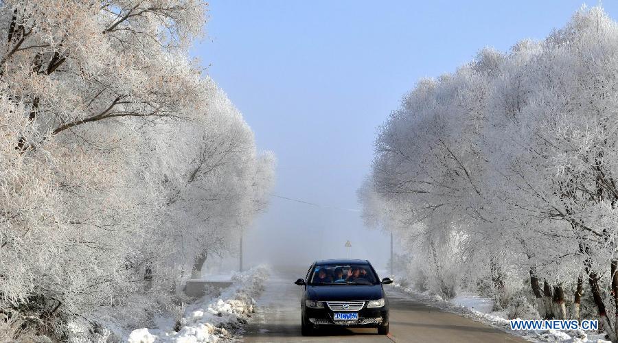 Photo taken on Nov. 16, 2012 shows the winter scenery of rime at a farm in Heihe, northeast China's Heilongjiang Province. (Xinhua/Zhou Liangjun) 