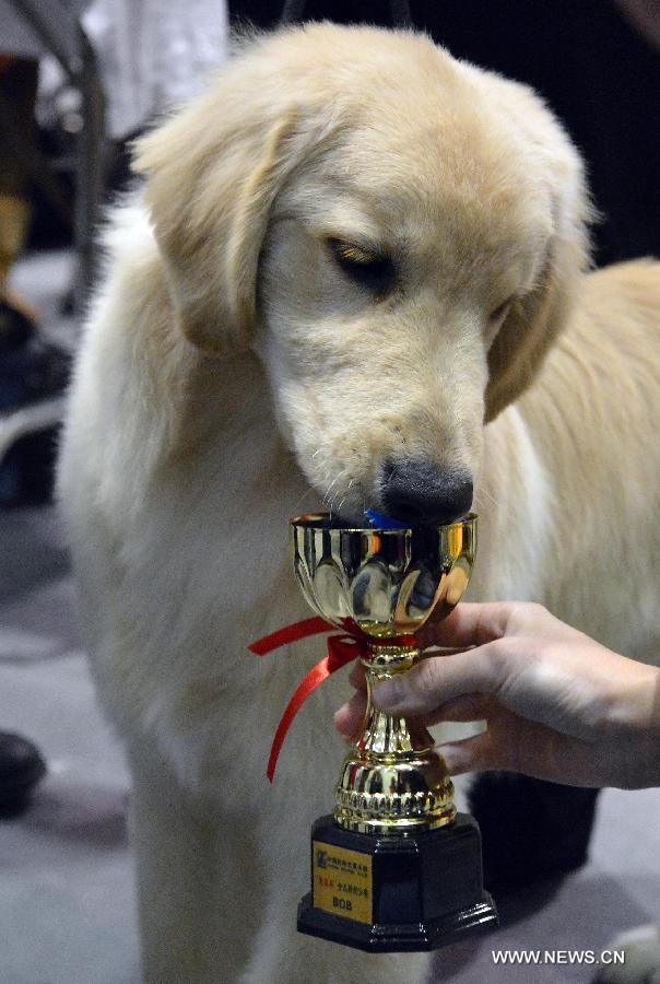 A golden retriever kisses the trophy granted for it during the 2012 China(Hangzhou) Pets Cultural Festival in Hangzhou, capital of east China's Zhejiang Province, Nov. 16, 2012. The three-day festival opened here on Friday. (Xinhua/Shi Jianxue) 