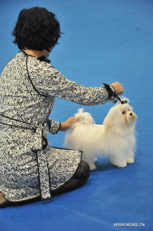 A pet owner brings in her pet to take part in a funny competition during the 2012 China(Hangzhou) Pets Cultural Festival in Hangzhou, capital of east China's Zhejiang Province, Nov. 16, 2012. The three-day festival opened here on Friday. (Xinhua/Zhu Yinwei) 