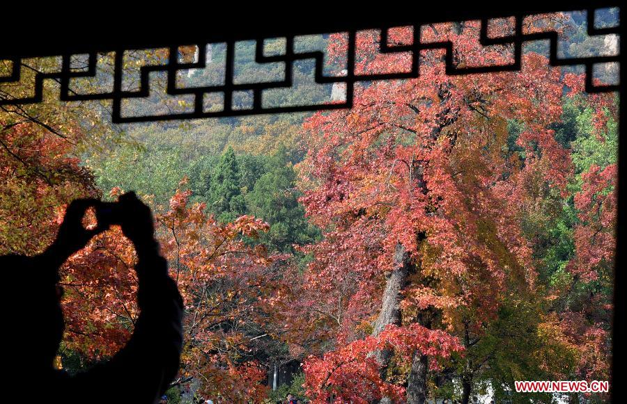A tourist takes photos of the maple leaves on Tianping Mountain in Suzhou City, east China's Jiangsu Province, Nov. 17, 2012. (Xinhua/Hang Xingwei) 