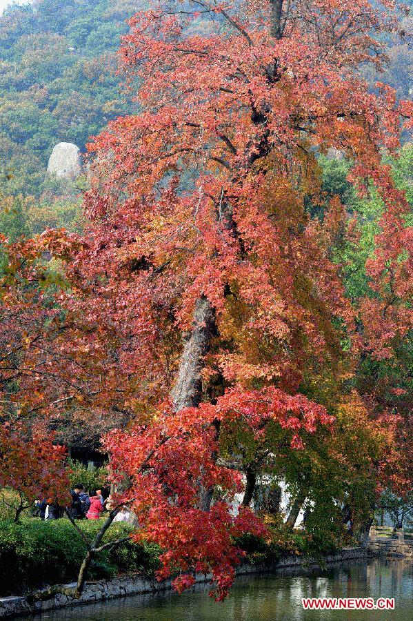 Photo taken on Nov. 17, 2012 shows the maple leaves on Tianping Mountain in Suzhou City, east China's Jiangsu Province. (Xinhua/Hang Xingwei) 