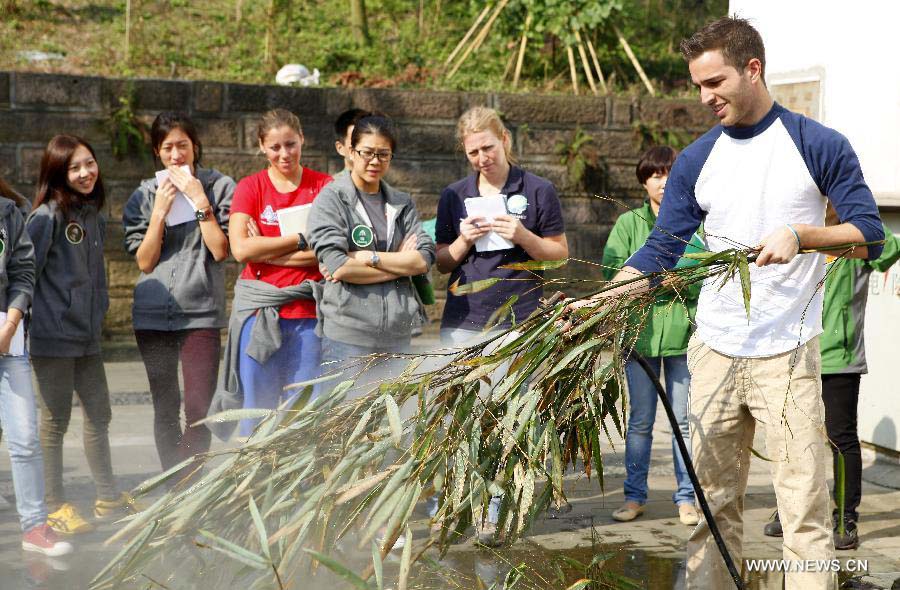 French contestant Jerome Serge Pouille (R, front) and other contestants learn to wash bamboo, the main food of giant panda, at the Research Base for Giant Panda Breeding in Chengdu, capital of southwest China's Sichuan Province, Oct. 31, 2012. Jerome Serge Pouille, Chinese contestant Chen Yinrong and American contestant Melissa Rose Katz, the top three winners from the final of "global search for Chengdu Pambassador 2012", will serve as the Chengdu Pambassador for a year. They will train at the Chengdu Research Base of Giant Panda Breeding before travelling around the world to all the countries and regions that have giant pandas. The global initiative is aimed to raise the awareness about the protection of the giant panda, a high endangered species, and their habitats. (Xinhua/Jiang Hongjing)