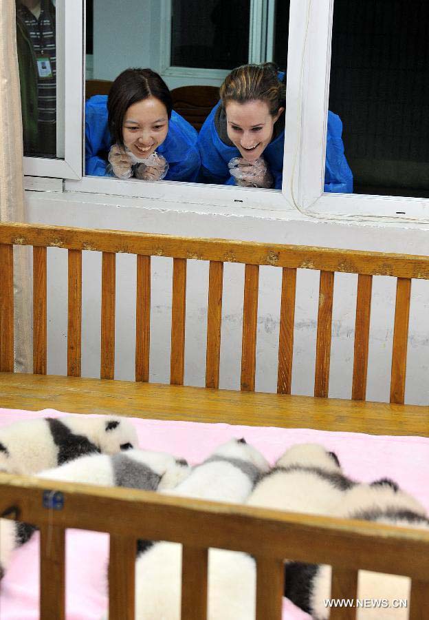 Contestant Tsang Wing-Tung (L) from Chinese Hong Kong and American contestant Rebecca Sara Revich view giant panda cubs at the Research Base for Giant Panda Breeding in Chengdu, capital of southwest China's Sichuan Province, Nov. 1, 2012. French contestant Jerome Serge Pouille, Chinese contestant Chen Yinrong and American contestant Melissa Rose Katz, the top three winners from the final of "global search for Chengdu Pambassador 2012", will serve as the Chengdu Pambassador for a year. They will train at the Chengdu Research Base of Giant Panda Breeding before travelling around the world to all the countries and regions that have giant pandas. The global initiative is aimed to raise the awareness about the protection of the giant panda, a high endangered species, and their habitats. (Xinhua/Jiang Hongjing)