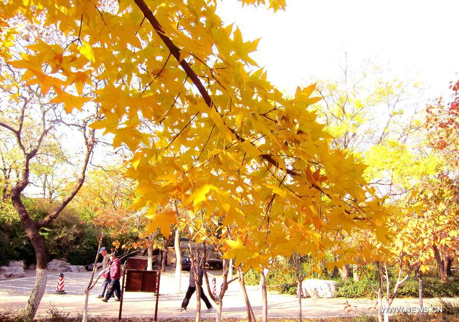 Photo taken on Nov. 17, 2012 shows the scenery of maple trees of Qianfo Mountain, or the Thousand Buddha Mountain, in Jinan, capital of east China's Shandong Province. (Xinhua/Xu Suhui) 