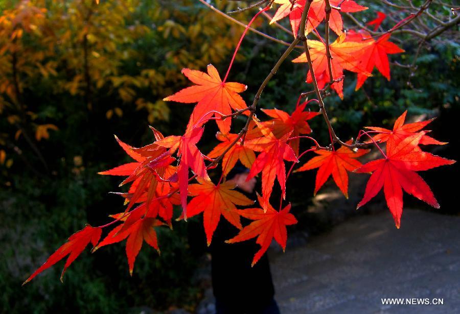 Photo taken on Nov. 17, 2012 shows red maple leaves on Qianfo Mountain, or the Thousand Buddha Mountain, in Jinan, capital of east China's Shandong Province. (Xinhua/Xu Suhui)