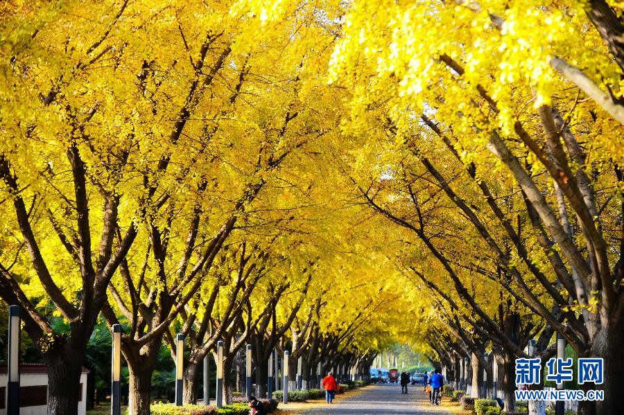 Picture shows the beautiful scenery of the “Ginkgo Avenue” in Yangzhou in early winter. The splendid golden color attracted the public’s view. (Meng Delong)