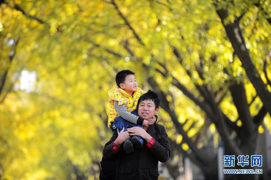 Picture shows the beautiful scenery of the “Ginkgo Avenue” in Yangzhou in early winter. The splendid golden color attracted the public’s view. (Meng Delong)