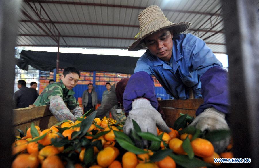 Orchard workers pick and pack Chinese honey oranges in a trading market in Tanxia Town of Lingchuan County in Guilin City, south China's Guangxi Zhuang Autonomous Region, Nov. 19, 2012. Orange planting is one of the major industries in Lingchuan with a planting area covering 16,000 mu (about 1066.67 hectares) in Tanxia Town alone. (Xinhua/Lu Boan)