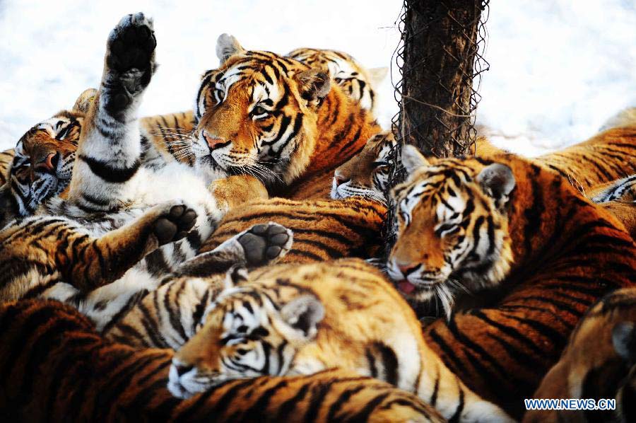 A group of Siberian tigers rest in the Siberian Tiger Park in Harbin, capital of northeast China's Heilongjiang Province, Nov. 19, 2012 in the park. Altogether 91 Siberian tiger cubs, one of world's most endangered animals, were born in 2012. The park now has 1,067 Siberian tigers and is the largest Siberian tiger breeding and field training center in the world. (Xinhua/Wang Jianwei) 