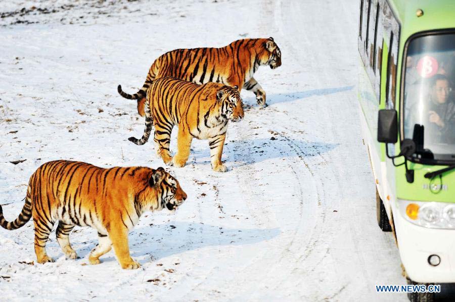 A group of Siberian tigers walk near a tour bus in the Siberian Tiger Park in Harbin, capital of northeast China's Heilongjiang Province, Nov. 19, 2012. Altogether 91 Siberian tiger cubs, one of world's most endangered animals, were born in 2012 in the park. The park now has 1,067 Siberian tigers and is the largest Siberian tiger breeding and field training center in the world. (Xinhua/Wang Jianwei) 