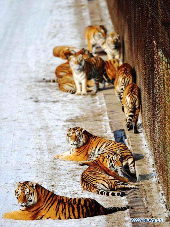 A group of Siberian tigers rest in the Siberian Tiger Park in Harbin, capital of northeast China's Heilongjiang Province, Nov. 19, 2012. Altogether 91 Siberian tiger cubs, one of world's most endangered animals, were born in 2012 in the park. The park now has 1,067 Siberian tigers and is the largest Siberian tiger breeding and field training center in the world. (Xinhua/Wang Jianwei)