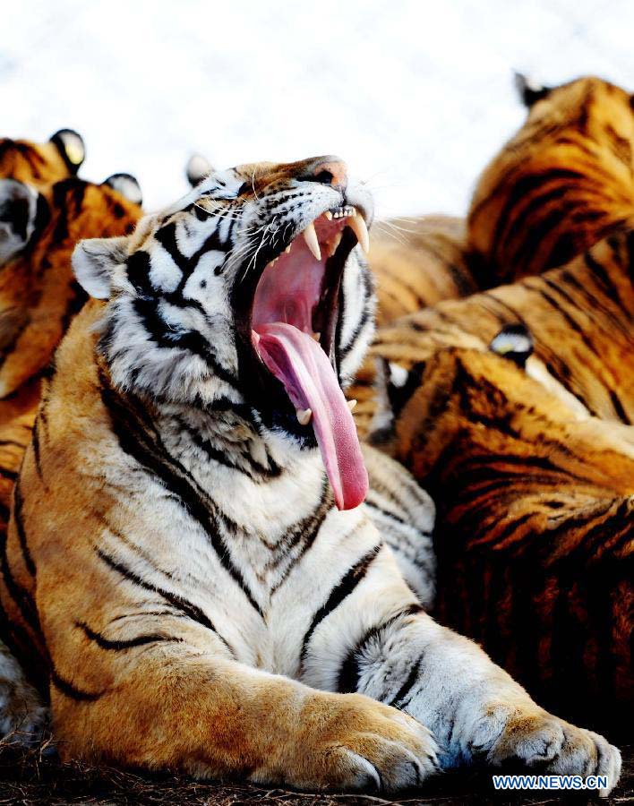 A Siberian tiger yawns in the Siberian Tiger Park in Harbin, capital of northeast China's Heilongjiang Province, Nov. 19, 2012. Altogether 91 Siberian tiger cubs, one of world's most endangered animals, were born in 2012 in the park. The park now has 1,067 Siberian tigers and is the largest Siberian tiger breeding and field training center in the world. (Xinhua/Wang Jianwei) 