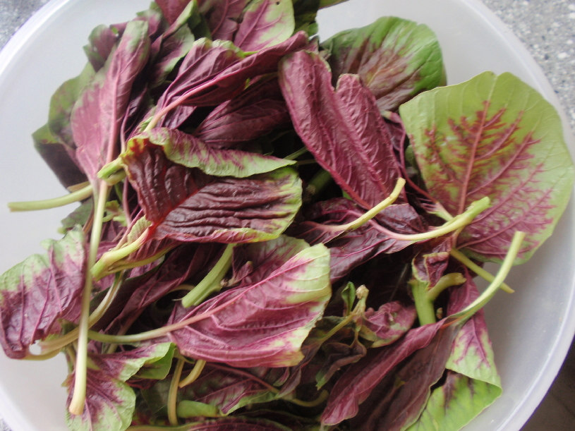 Amaranth (Photo Source: news.cn)