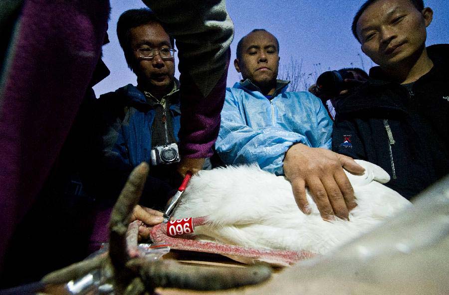 Rescuers tag an oriental white stork in Tianjin, north China, Nov. 20, 2012. A total of 13 oriental white storks which were saved by a wild animal rescue and breeding agency in Tianjin were tagged for being traced. They will be released to the nature on Nov. 21. (Xinhua/Yue Yuewei) 