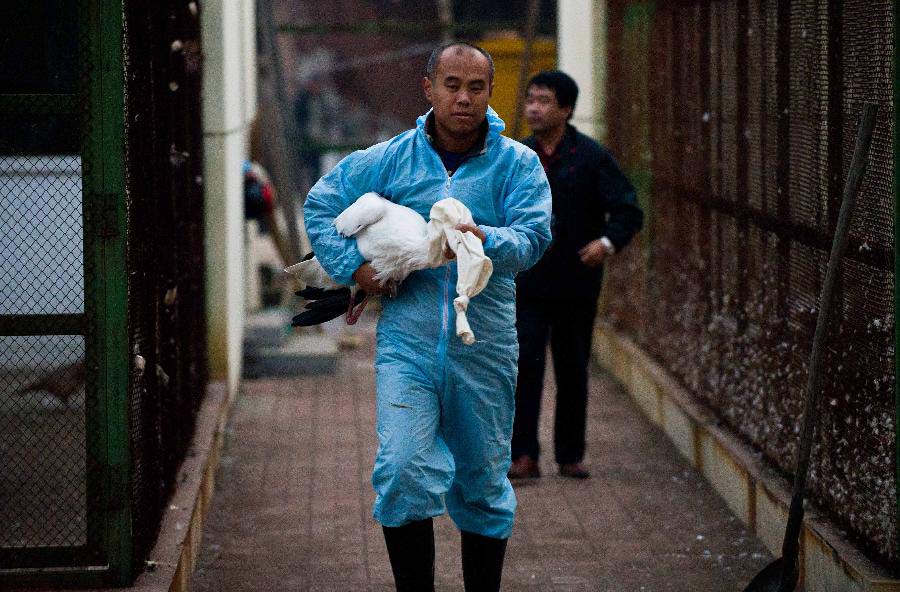 A rescuer holds an oriental white stork to be tagged in Tianjin, north China, Nov. 20, 2012. A total of 13 oriental white storks which were saved by a wild animal rescue and breeding agency in Tianjin were tagged for being traced. They will be released to the nature on Nov. 21. (Xinhua/Yue Yuewei) 
