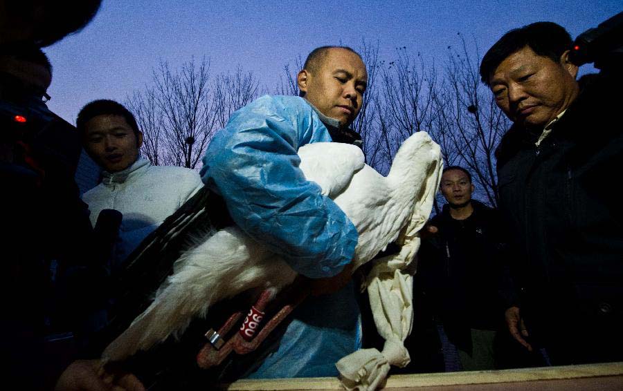 A rescuer holds a tagged oriental white stork in Tianjin, north China, Nov. 20, 2012. A total of 13 oriental white storks which were saved by a wild animal rescue and breeding agency in Tianjin were tagged for being traced. They will be released to the nature on Nov. 21. (Xinhua/Yue Yuewei) 