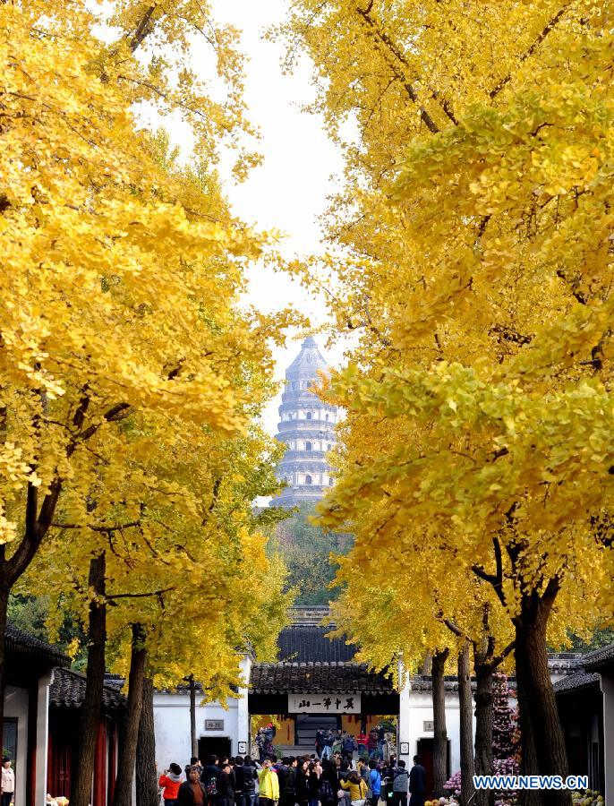 Visitors walk under autumn leaves of maidenhair trees in the scenery spot of Huqiushan in Suzhou, east China's Jiangsu Province, Nov. 20, 2012. (Xinhua/Hang Xingwei) 