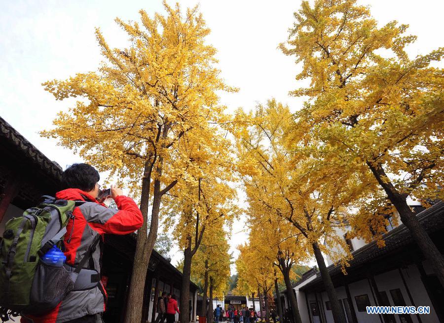 A visitor takes pictures of autumn leaves of maidenhair trees in the scenery spot of Huqiushan in Suzhou, east China's Jiangsu Province, Nov. 20, 2012. (Xinhua/Hang Xingwei) 