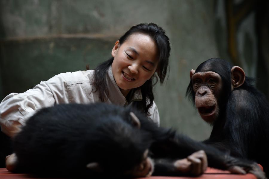 Yang Ying takes care of young chimpanzees at Jinan Zoo in Jinan, capital of east China's Shandong Province, Nov. 20, 2012. Prior to becoming a chimpanzee keeper in 2010, Yang Ying had been taking care of snub-nosed monkeys for eight years. When the four chimpanzee cubs she is now attending were first introduced to Jinan Zoo, Yang spent five to six hours a day with them to help them adapt to the new environment. The chimpanzee keeper takes pride in her job despite the laborious workload. (Xinhua/Guo Xulei) 