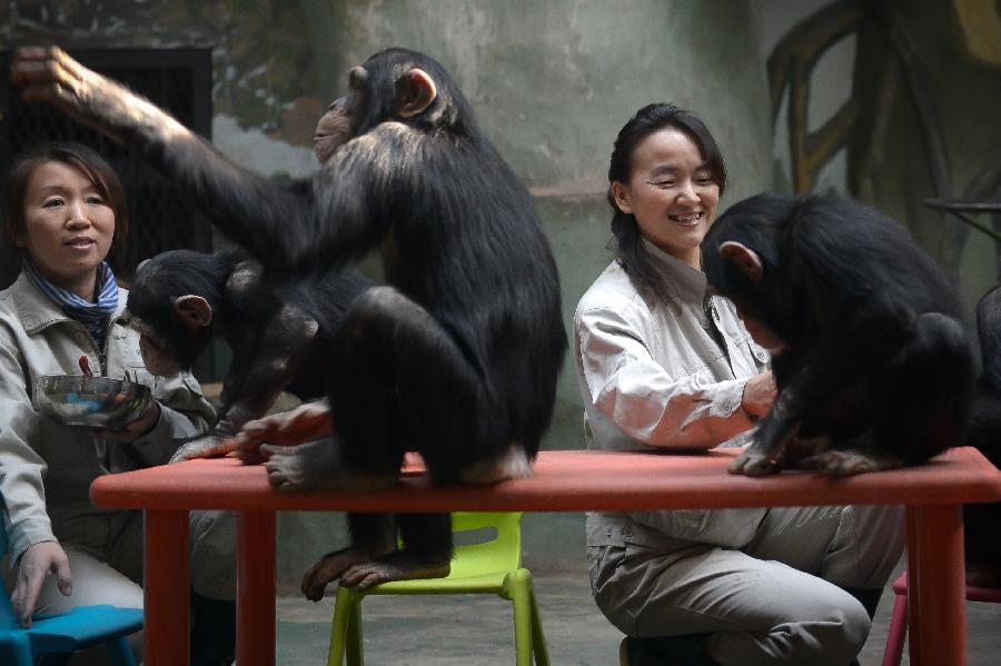 Yang Ying (R) and her colleague feed young chimpanzees at Jinan Zoo in Jinan, capital of east China's Shandong Province, Nov. 20, 2012. Prior to becoming a chimpanzee keeper in 2010, Yang Ying had been taking care of snub-nosed monkeys for eight years. When the four chimpanzee cubs she is now attending were first introduced to Jinan Zoo, Yang spent five to six hours a day with them to help them adapt to the new environment. The chimpanzee keeper takes pride in her job despite the laborious workload. (Xinhua/Guo Xulei) 