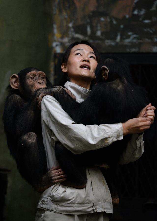 Yang Ying takes care of young chimpanzees at Jinan Zoo in Jinan, capital of east China's Shandong Province, Nov. 20, 2012. Prior to becoming a chimpanzee keeper in 2010, Yang Ying had been taking care of snub-nosed monkeys for eight years. When the four chimpanzee cubs she is now attending were first introduced to Jinan Zoo, Yang spent five to six hours a day with them to help them adapt to the new environment. The chimpanzee keeper takes pride in her job despite the laborious workload. (Xinhua/Guo Xulei) 