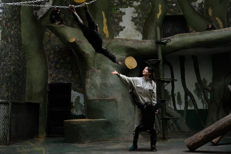 Yang Ying takes care of young chimpanzees at Jinan Zoo in Jinan, capital of east China's Shandong Province, Nov. 20, 2012. Prior to becoming a chimpanzee keeper in 2010, Yang Ying had been taking care of snub-nosed monkeys for eight years. When the four chimpanzee cubs she is now attending were first introduced to Jinan Zoo, Yang spent five to six hours a day with them to help them adapt to the new environment. The chimpanzee keeper takes pride in her job despite the laborious workload. (Xinhua/Guo Xulei)