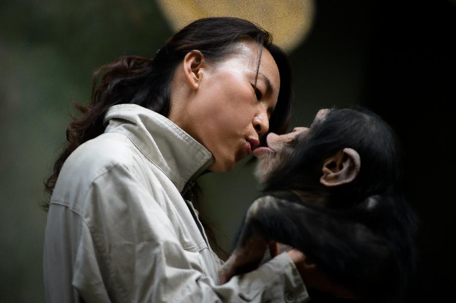 Yang Ying kisses a young chimpanzee at Jinan Zoo in Jinan, capital of east China's Shandong Province, Nov. 20, 2012. Prior to becoming a chimpanzee keeper in 2010, Yang Ying had been taking care of snub-nosed monkeys for eight years. When the four chimpanzee cubs she is now attending were first introduced to Jinan Zoo, Yang spent five to six hours a day with them to help them adapt to the new environment. The chimpanzee keeper takes pride in her job despite the laborious workload. (Xinhua/Guo Xulei) 