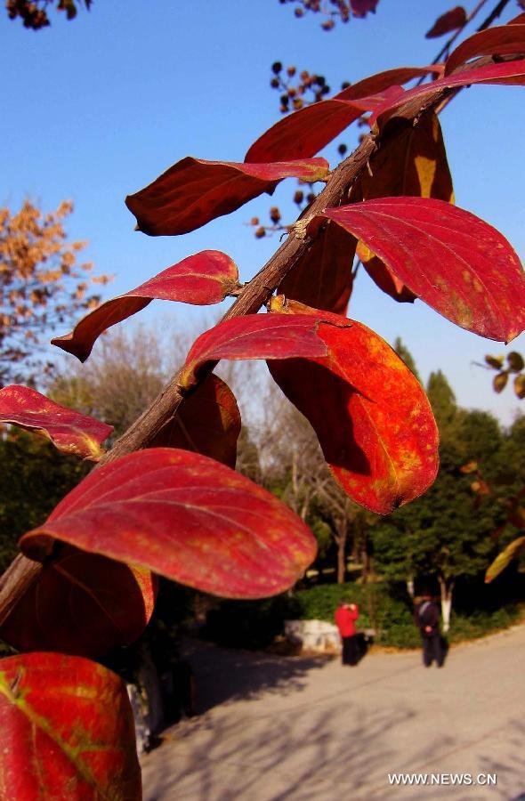 Photo taken on Nov. 20, 2012 shows red leaves in Jinan, capital of east China's Shandong Province. Leaves turned red recently in Jinan. (Xinhua/Xu Suhui) 