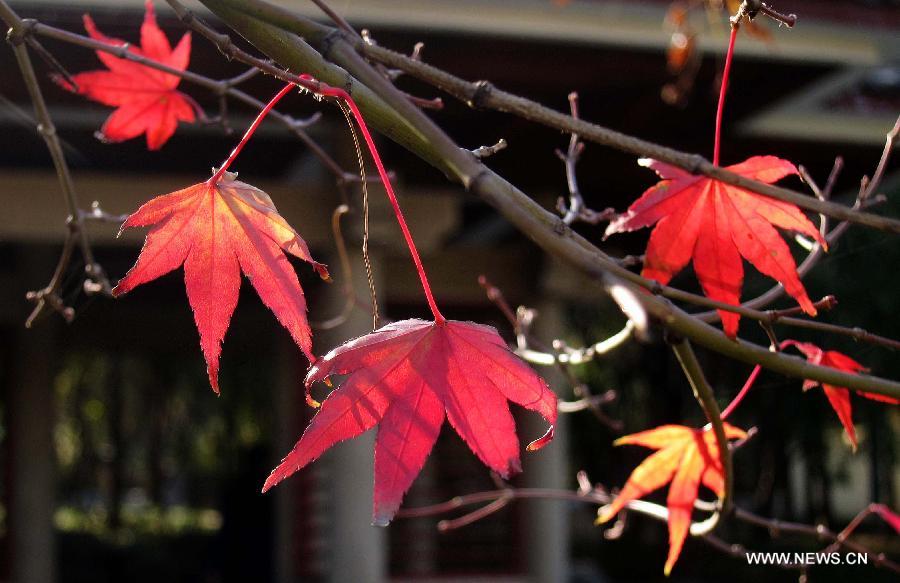 Photo taken on Nov. 20, 2012 shows red leaves in Jinan, capital of east China's Shandong Province. Leaves turned red recently in Jinan. (Xinhua/Xu Suhui) 
