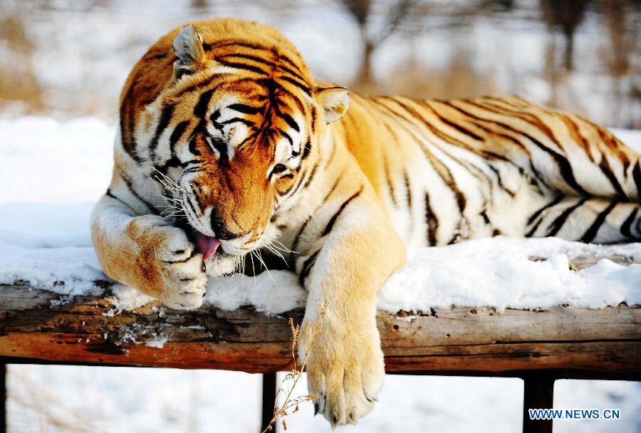 A Siberian tiger licks claws at the Siberian Tiger Park in Harbin, capital of northeast China's Heilongjiang Province, Nov. 19, 2012. The Siberian Tiger Park, world's largest artificially Siberian tigers breeding base, announced that its 1,067 Siberian tigers had all received DNA test. The park began to use DNA tests to prevent "intermarriage" among Siberian tigers in 2001. Siberian tigers, otherwise known as Amur or Manchurian tigers, mainly live in east Russia, northeast China and northern part of the Korean Peninsula. Some 500 of the animals currently live in the wild, with an estimated 12 in Heilongjiang and eight to 10 in neighboring Jilin Province. (Xinhua/Wang Jianwei) 