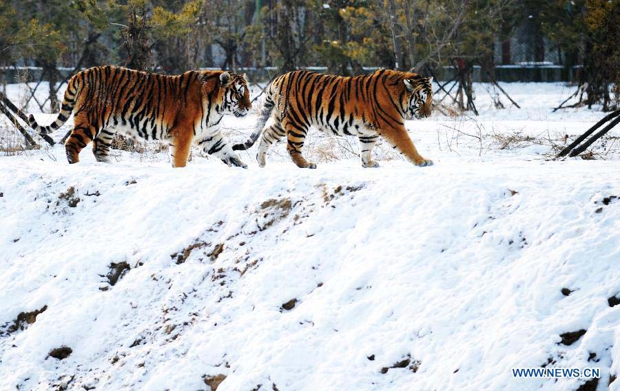 Two Siberian tigers walk at the Siberian Tiger Park in Harbin, capital of northeast China's Heilongjiang Province, Nov. 19, 2012. The Siberian Tiger Park, world's largest artificially Siberian tigers breeding base, announced that its 1,067 Siberian tigers had all received DNA test. The park began to use DNA tests to prevent "intermarriage" among Siberian tigers in 2001. Siberian tigers, otherwise known as Amur or Manchurian tigers, mainly live in east Russia, northeast China and northern part of the Korean Peninsula. Some 500 of the animals currently live in the wild, with an estimated 12 in Heilongjiang and eight to 10 in neighboring Jilin Province. (Xinhua/Wang Jianwei) 